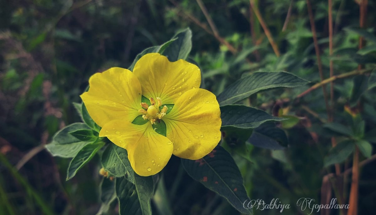 Ludwigia octovalvis (Jacq.) P.H.Raven